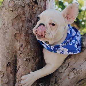 Meet your Posher, Hanna